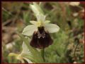 Ophrys pollinensis